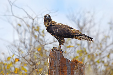 Image showing Galapagos Hawk on Santa Fe