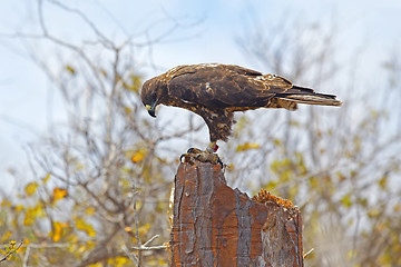 Image showing Galapagos Hawk on Santa Fe