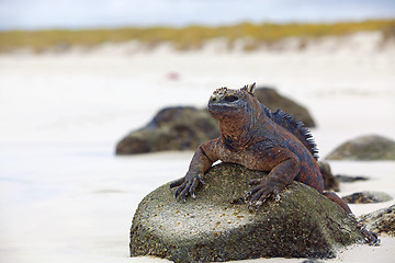 Image showing Galapagos marine Iguana