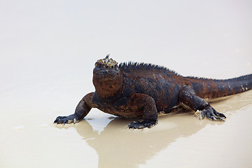 Image showing Galapagos marine Iguana