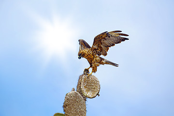 Image showing Galapagos Hawk on Santa Fe