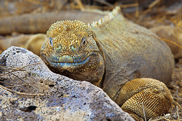 Image showing Galapagos land iguana