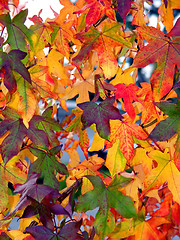 Image showing Autumn pattern