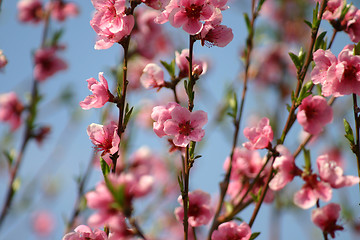 Image showing peach flower