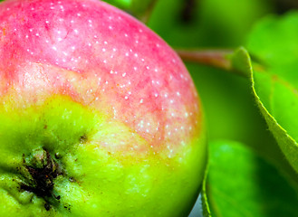 Image showing Apple on tree