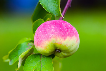 Image showing Apple on tree