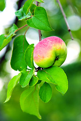 Image showing Apple on tree