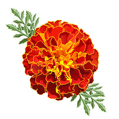 Image showing Red Marigold (Tagetes)