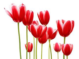 Image showing Red Tulips