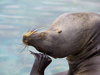 Image showing Sea lion portrait