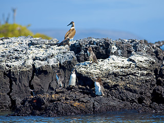 Image showing Galapagos Penguin