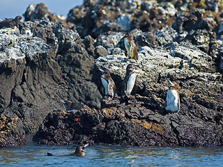 Image showing Galapagos Penguin