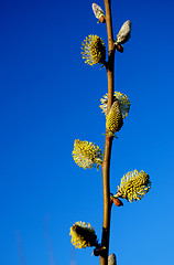 Image showing Spring tree.