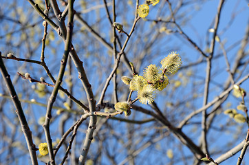 Image showing Pussy-willows is the first sign of spring.