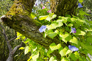 Image showing Blooming clematis creeper growing apple tree trunk 