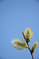 Image showing Close-up of pussy-willow