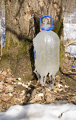 Image showing Maple sap frozen 