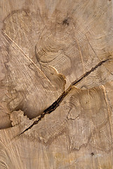 Image showing Truncated wood trunk section. 