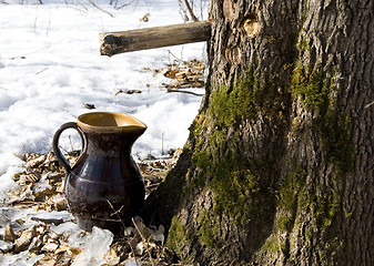Image showing Maple sap flows to pitcher 