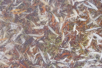 Image showing Willow leaves frozen in ice.