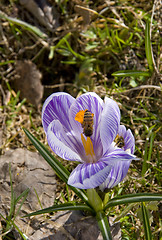 Image showing Bees gathering pollen from flowers. 