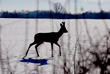 Image showing Blured silhouette of deer in winter 
