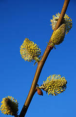 Image showing Pussy-willow 