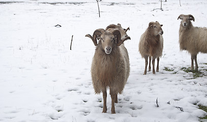 Image showing goat and sheep