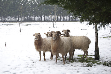 Image showing goat and sheep in the snow