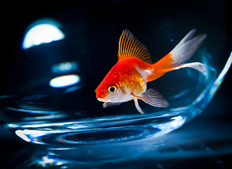 Image showing goldfish