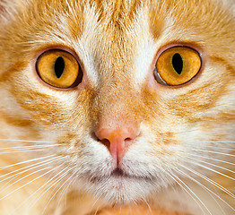 Image showing cat close up