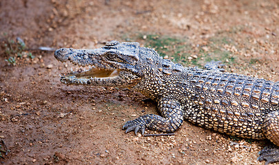 Image showing young crocodile, alligator on an ox