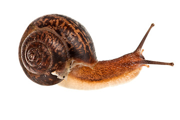 Image showing snail (edible snail)