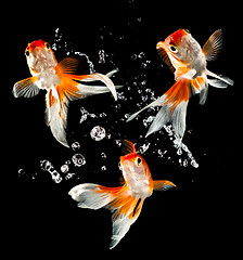 Image showing goldfish