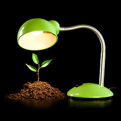 Image showing Young sprout and table lamp