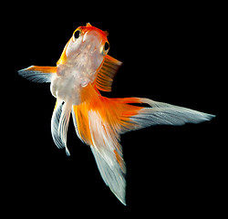 Image showing goldfish