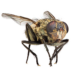 Image showing Fly close up