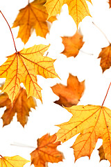 Image showing Maple leaves fall