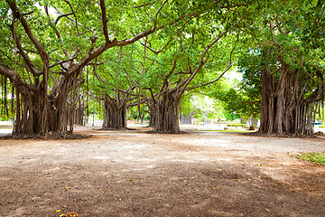 Image showing large ficus