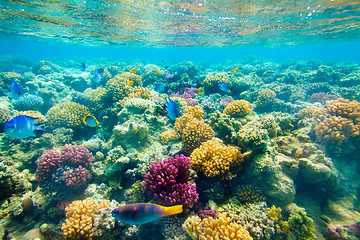 Image showing Tropical Coral Reef. Red sea