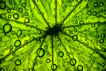 Image showing citrus close up with bubbles, abstract green background