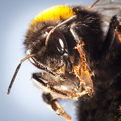 Image showing bumblebee close up