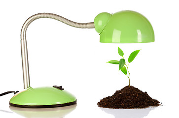 Image showing Young sprout and table lamp