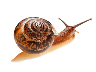 Image showing snail (edible snail)