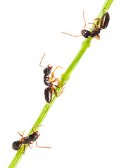 Image showing Ants