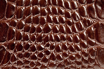 Image showing crocodile leather texture