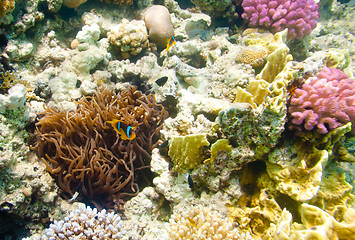 Image showing anemonefish - Red sea