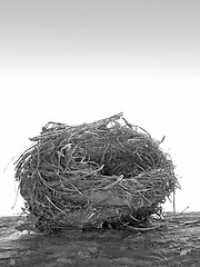 Image showing Nest