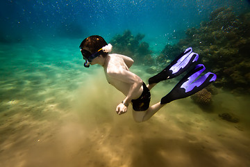 Image showing Snorkeler. the Red sea