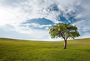 Image showing tree against the blue sky